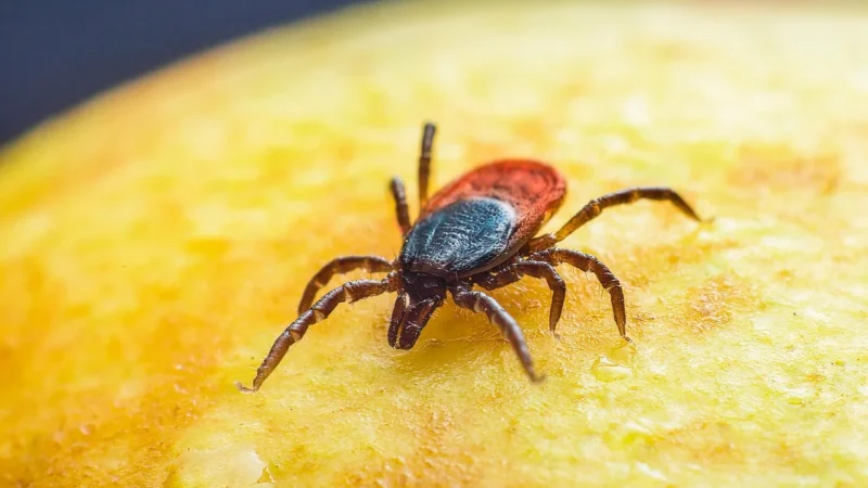 Poznaj objawy i leczenie choroby Lyme w Centrum Medycznym Corby: Praktyczny przewodnik